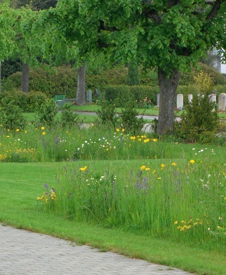 Wir kreieren Blumenwiesen zum Bestaunen